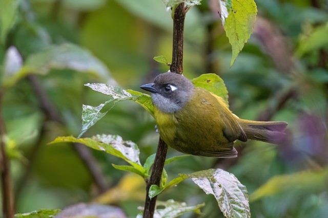 Common Chlorospingus