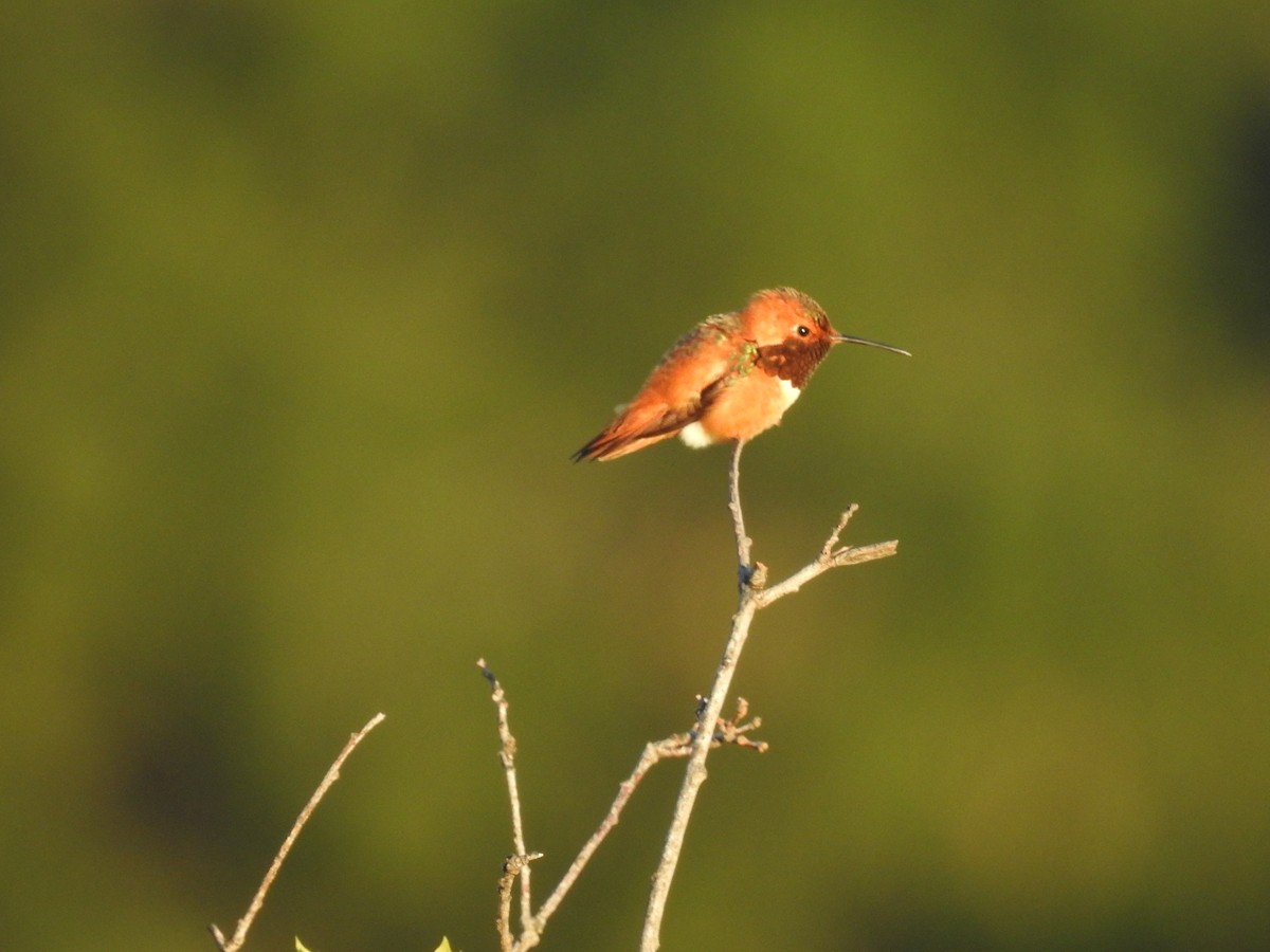 Rufous Hummingbird - Whitney Tsai