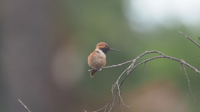 Allen's Hummingbird - ML534091401
