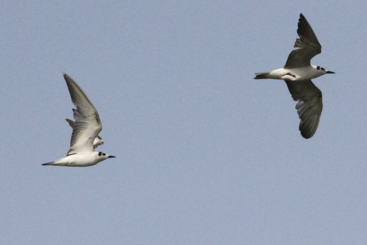 White-winged Tern - ML534098461
