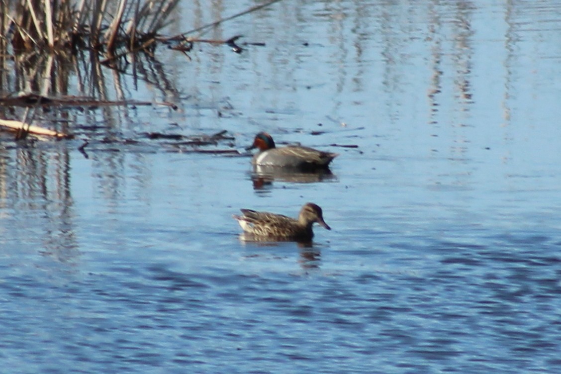 Green-winged Teal - ML53410091