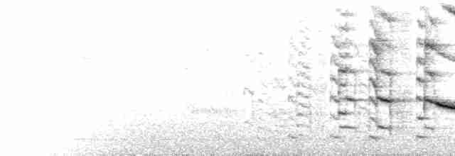  - Greater Antillean Grackle