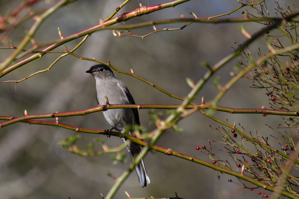 Townsend's Solitaire - ML534107991