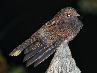  - Dusky Nightjar