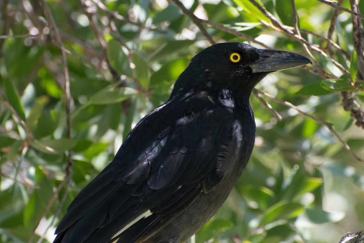 Pied Currawong - ML534108571