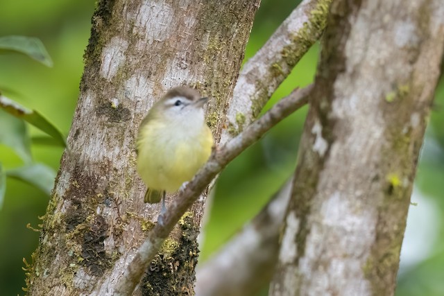 Brown-capped Vireo