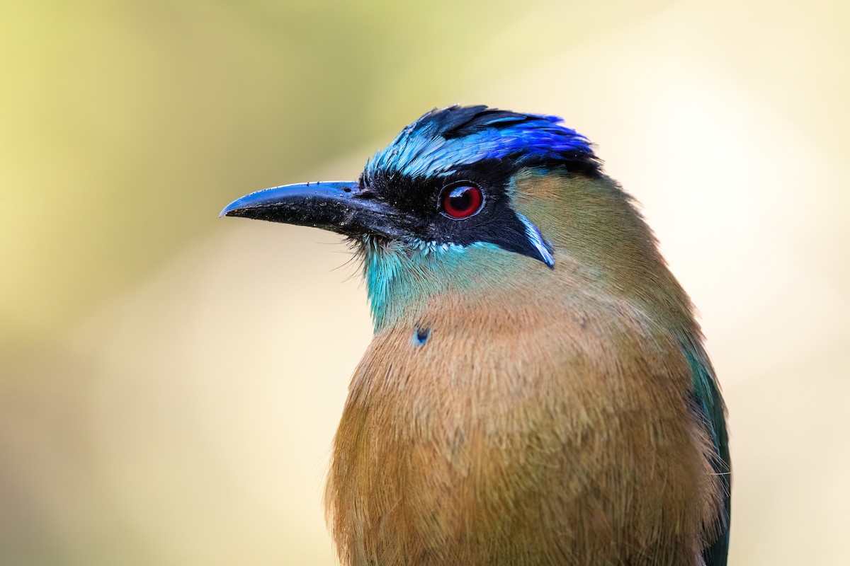 Lesson's Motmot - Adam Jackson