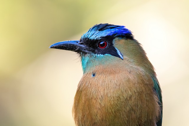 Lesson's Motmot