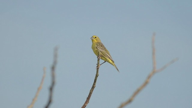 Grassland Yellow-Finch - ML534113741