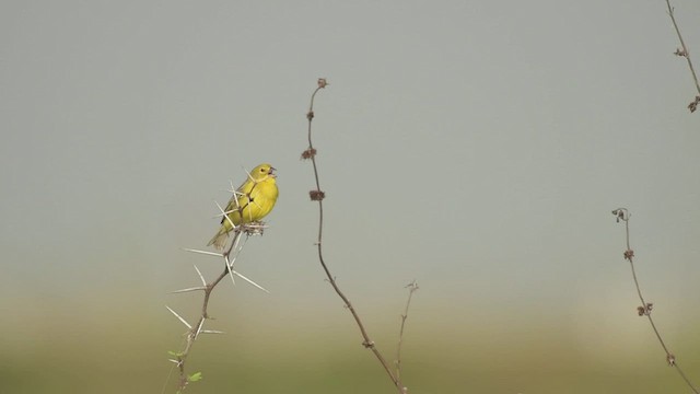 Grassland Yellow-Finch - ML534113951