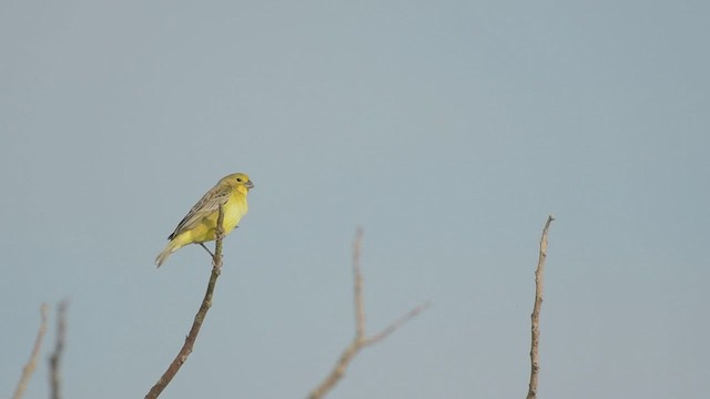 Grassland Yellow-Finch - ML534113981