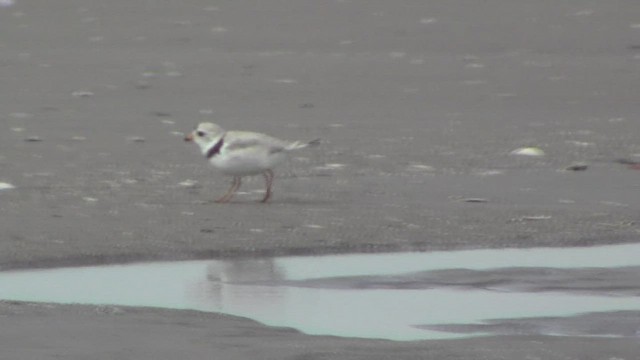 Piping Plover - ML534114331