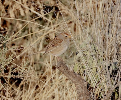White-crowned Sparrow - ML534114401