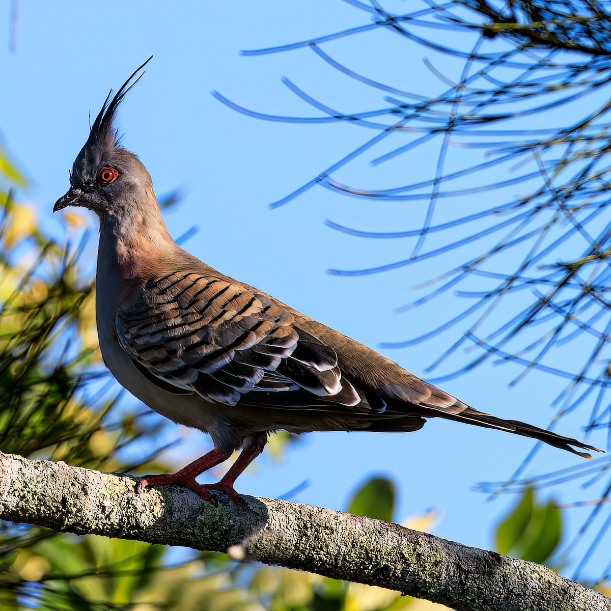 Crested Pigeon - ML534116101