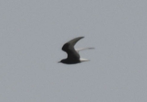 White-winged Tern - ML53411621