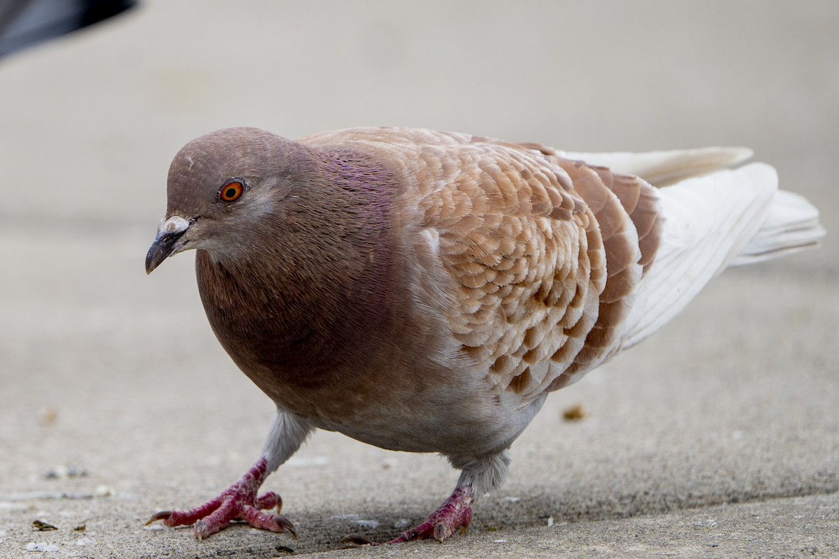 Rock Pigeon (Feral Pigeon) - ML534116781