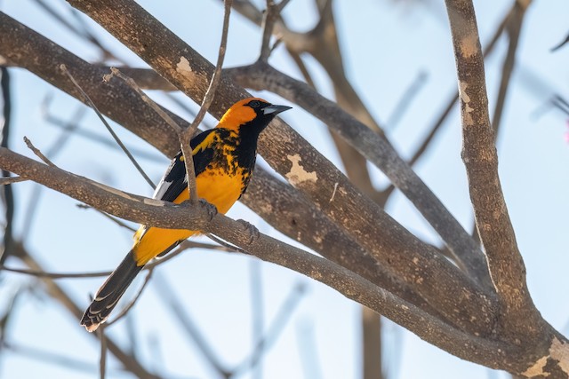 Spot-breasted Oriole