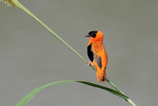 Northern Red Bishop