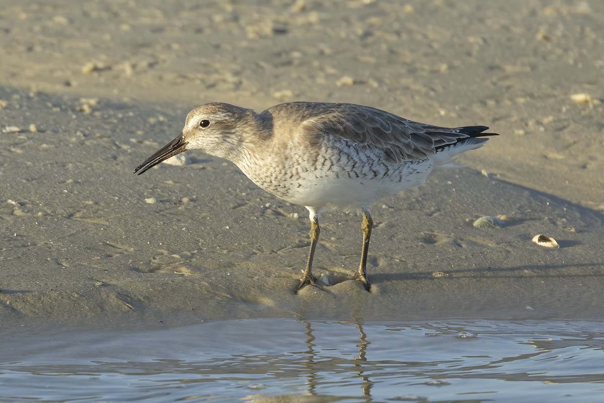 Red Knot - ML534125271
