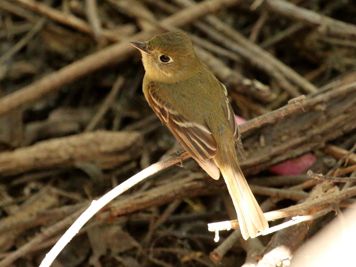 Western Flycatcher (Pacific-slope) - Christine Jacobs