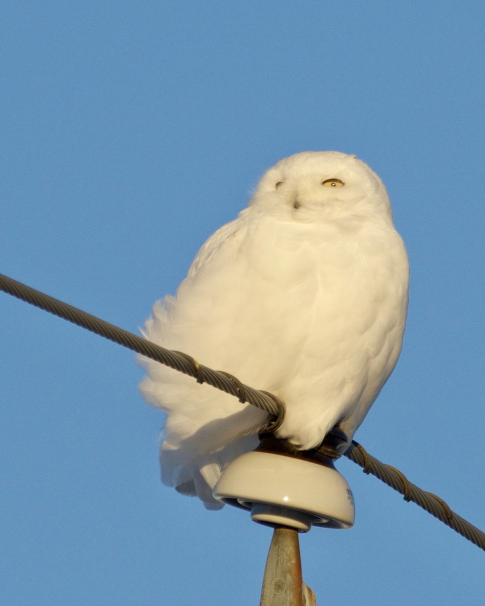 Snowy Owl - ML534130881