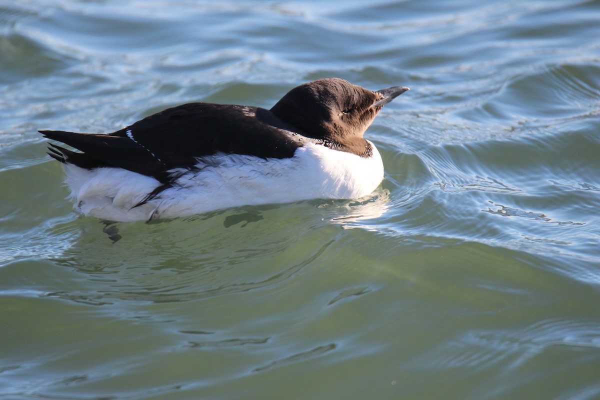 Thick-billed Murre - ML534133161