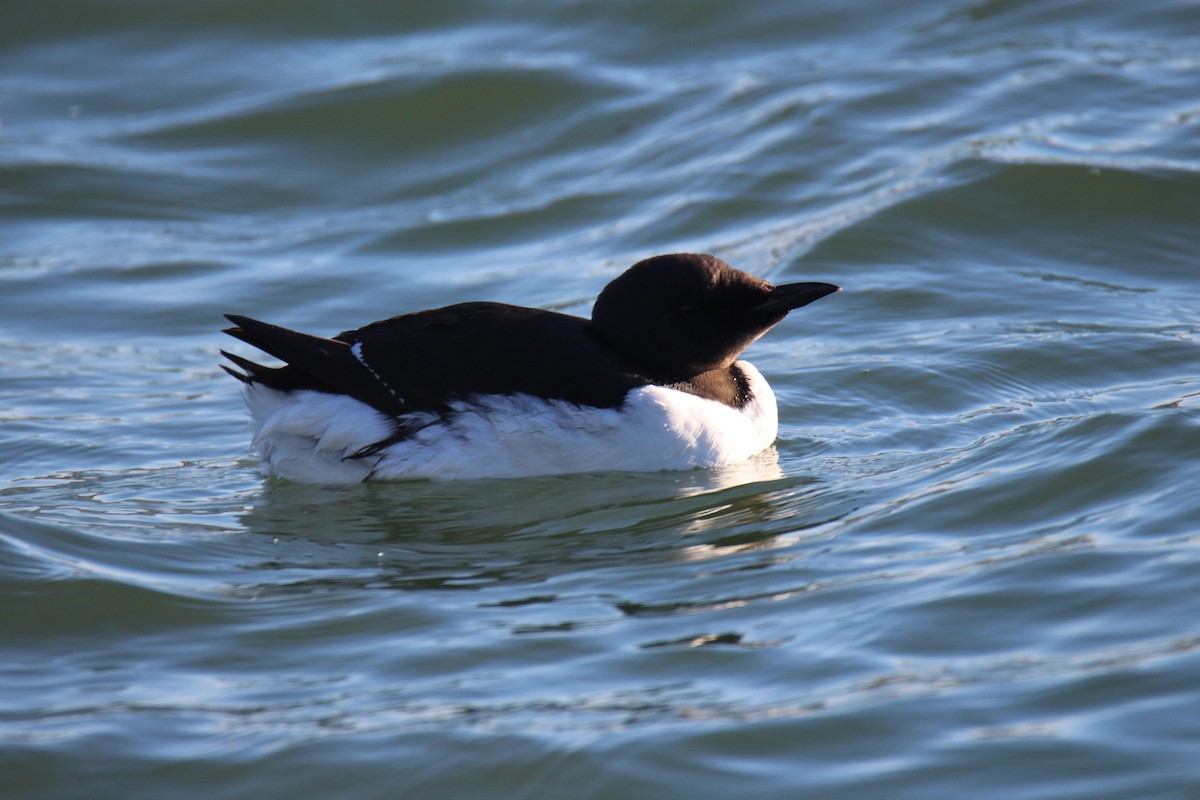 Thick-billed Murre - ML534133181