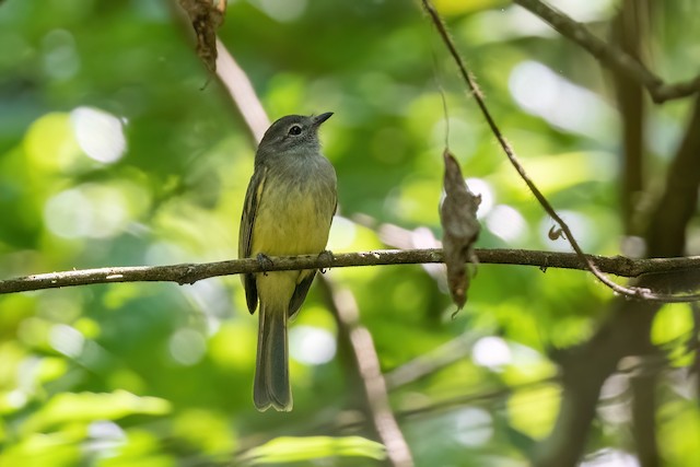 Greenish Elaenia