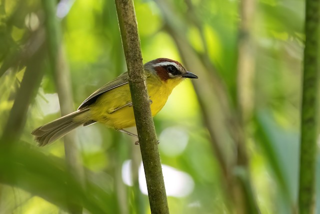 Chestnut-capped Warbler