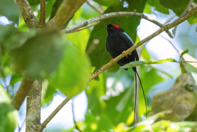 Long-tailed Manakin