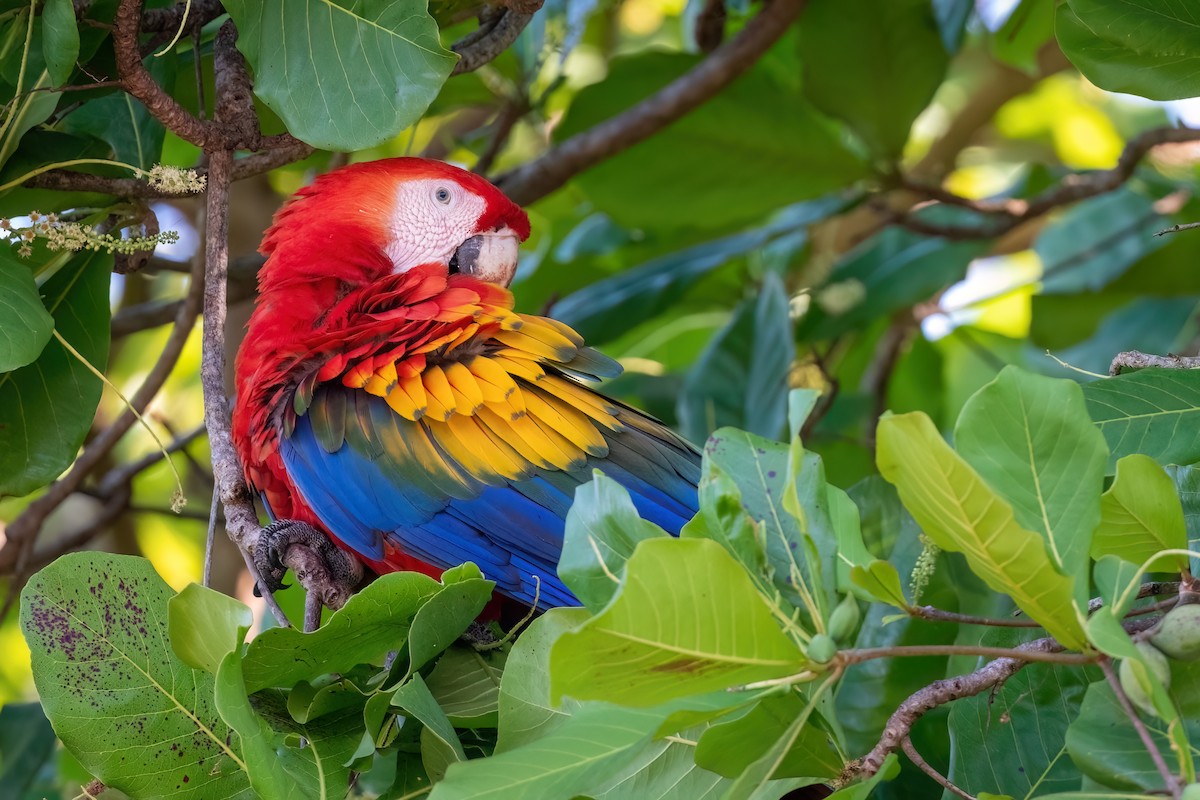 Scarlet Macaw - Adam Jackson