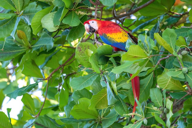 Scarlet Macaw