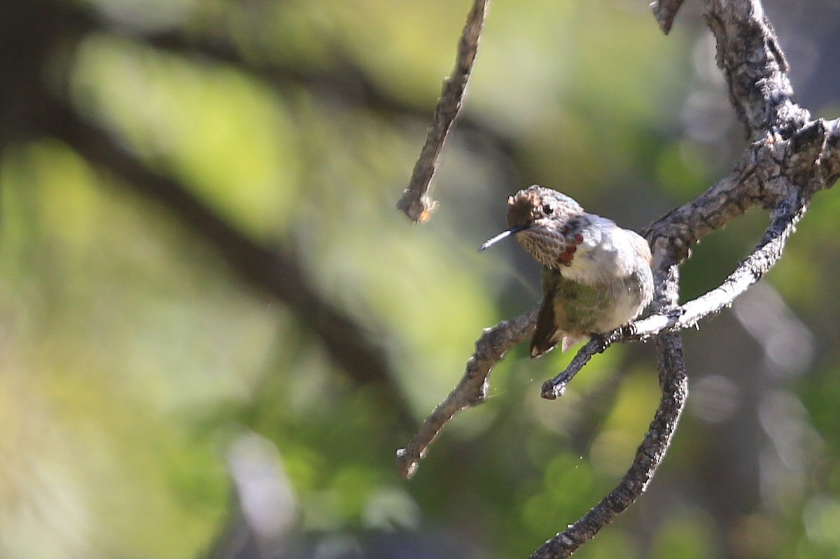 Broad-tailed Hummingbird - ML53414261