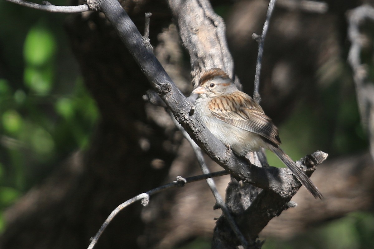Rufous-winged Sparrow - ML53414331