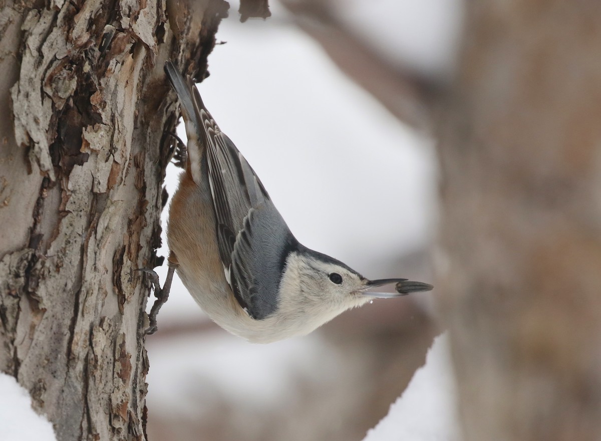 White-breasted Nuthatch - ML534143531