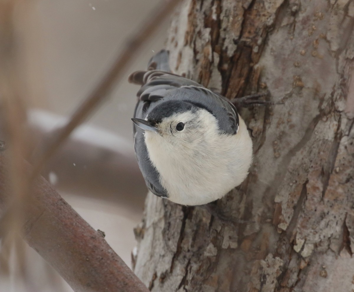 White-breasted Nuthatch - ML534143741
