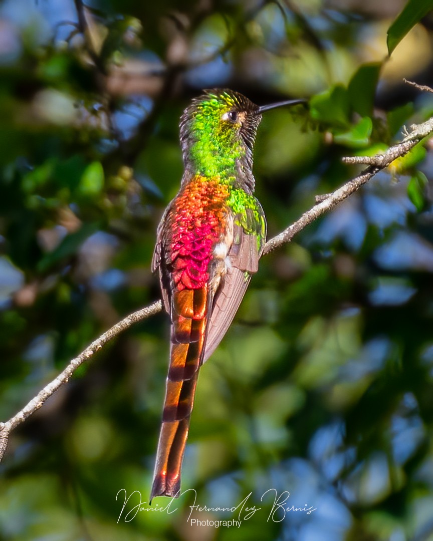 Red-tailed Comet - ML534144321