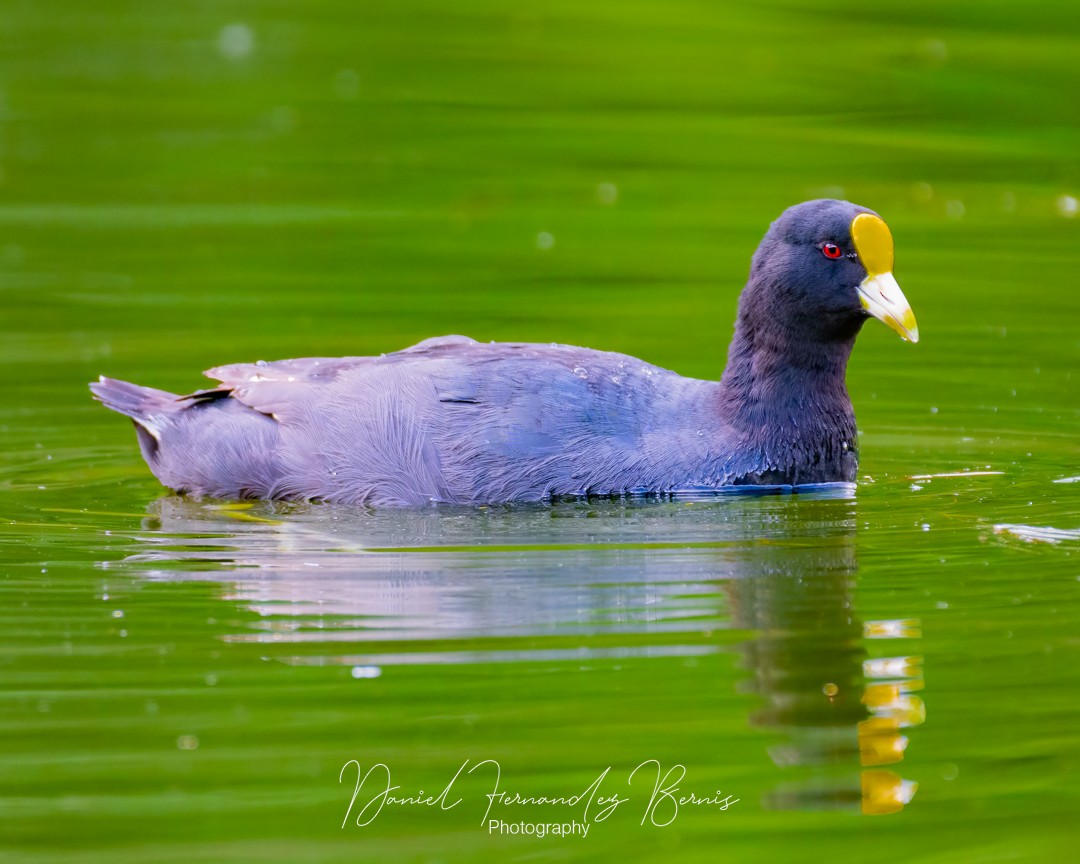 White-winged Coot - ML534144721