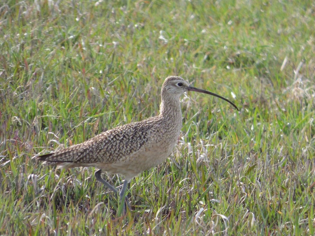 Long-billed Curlew - ML53414551