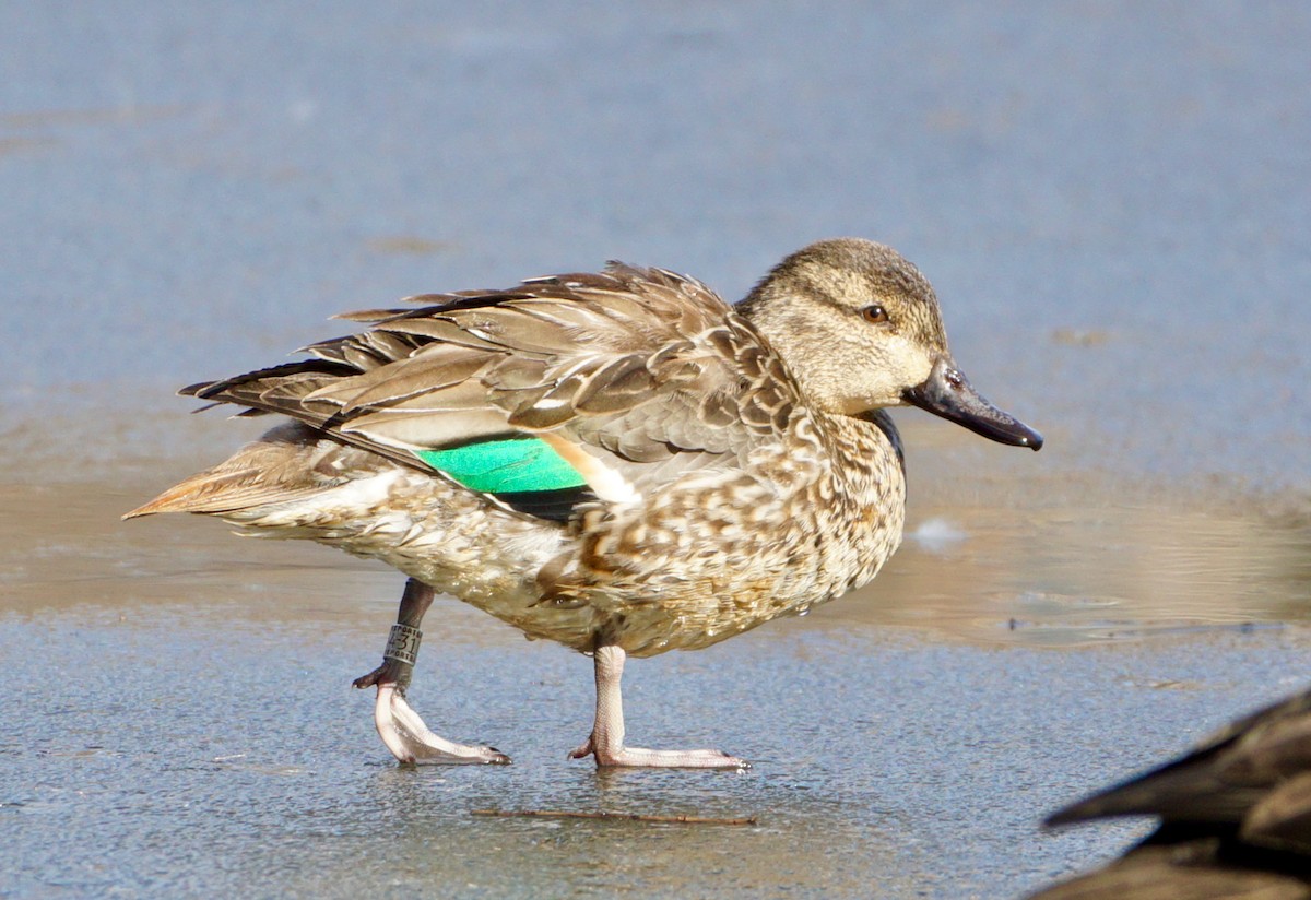 Green-winged Teal - ML534148971