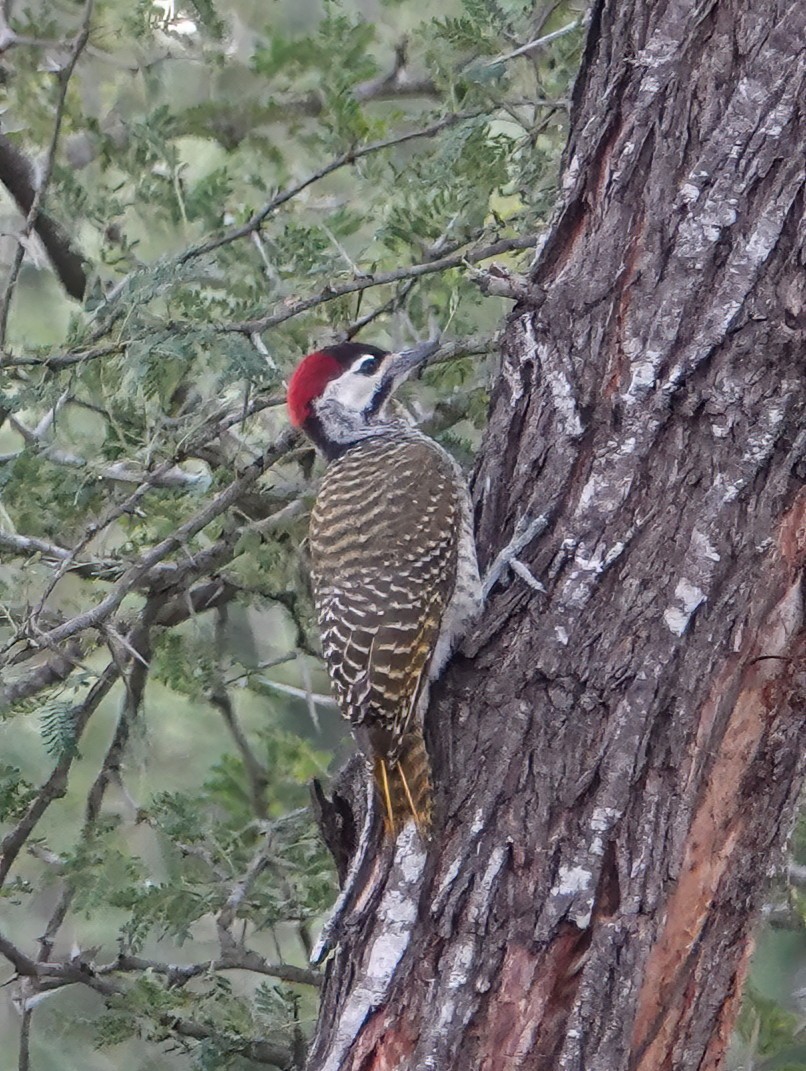 Bennett's Woodpecker - ML534150351
