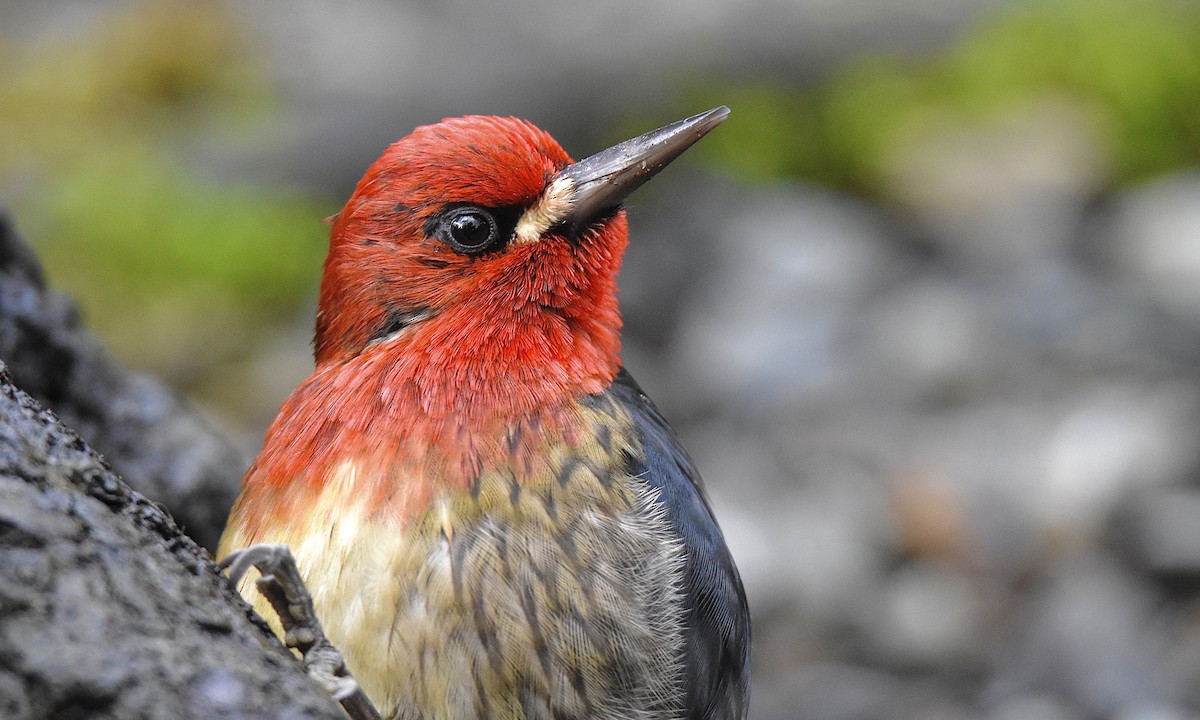 Red-breasted Sapsucker - ML534151591