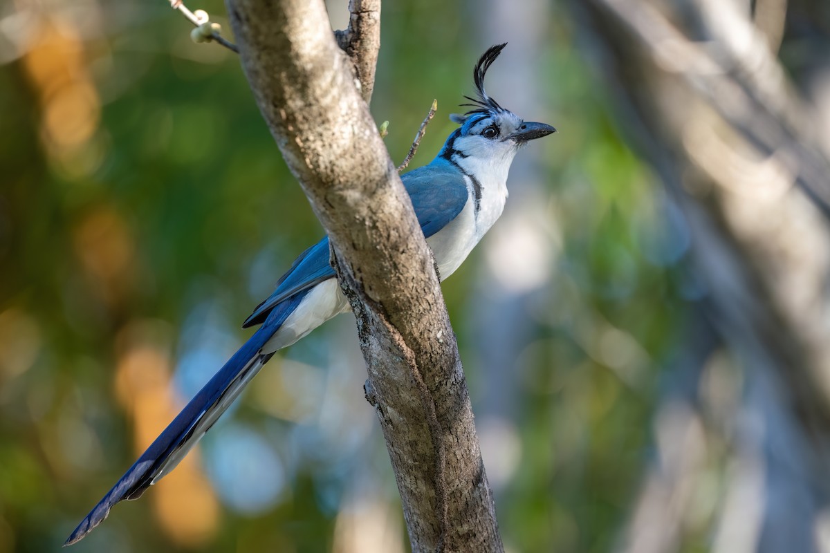 White-throated Magpie-Jay - Adam Jackson