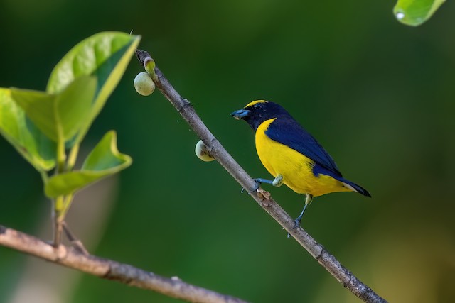 Scrub Euphonia