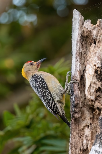 Hoffmann's Woodpecker