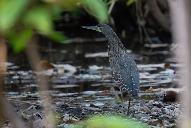 Bare-throated Tiger-Heron