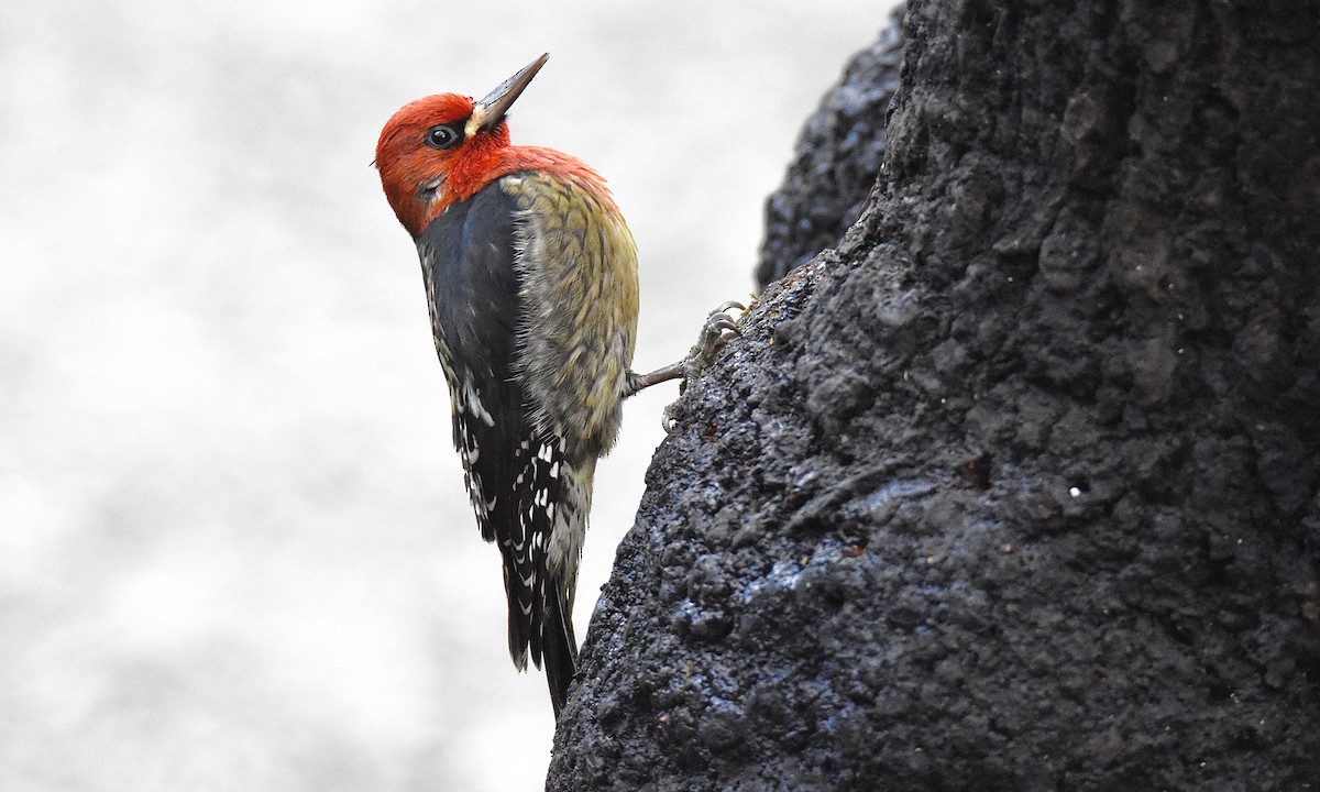 Red-breasted Sapsucker - ML534153261
