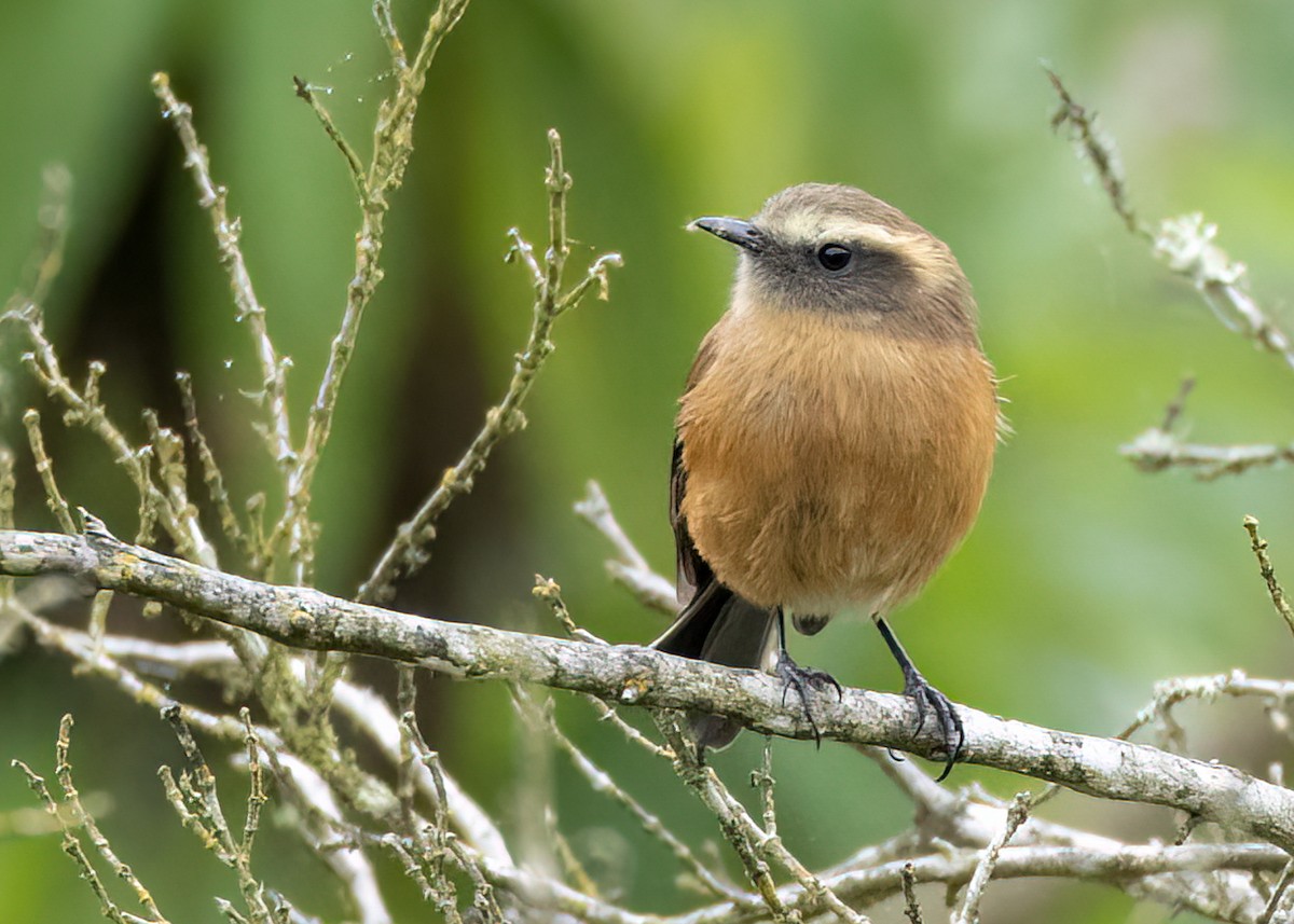 Brown-backed Chat-Tyrant - ML534154131