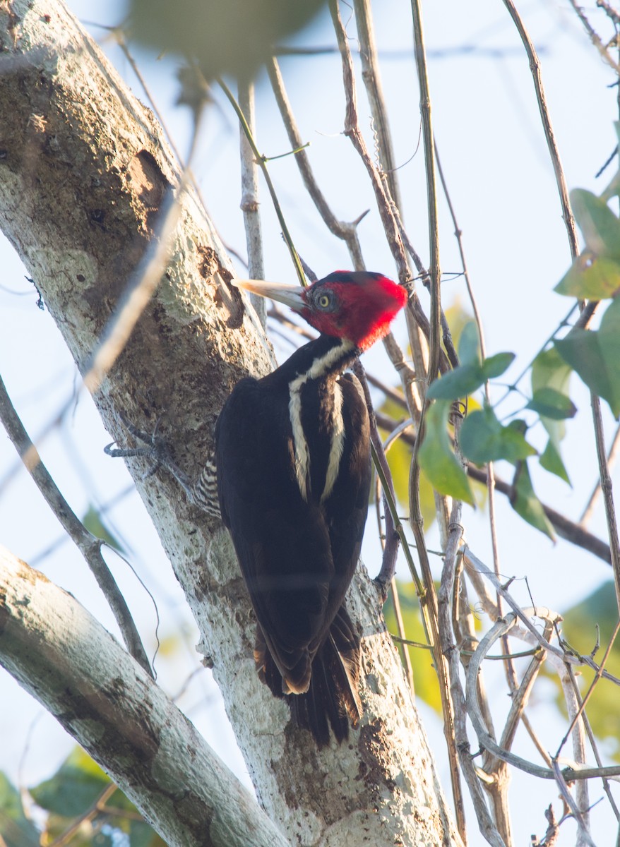 Pale-billed Woodpecker - ML53415501
