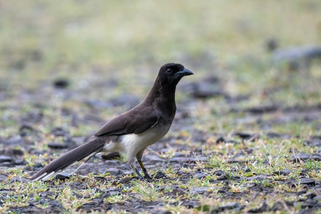 Brown Jay